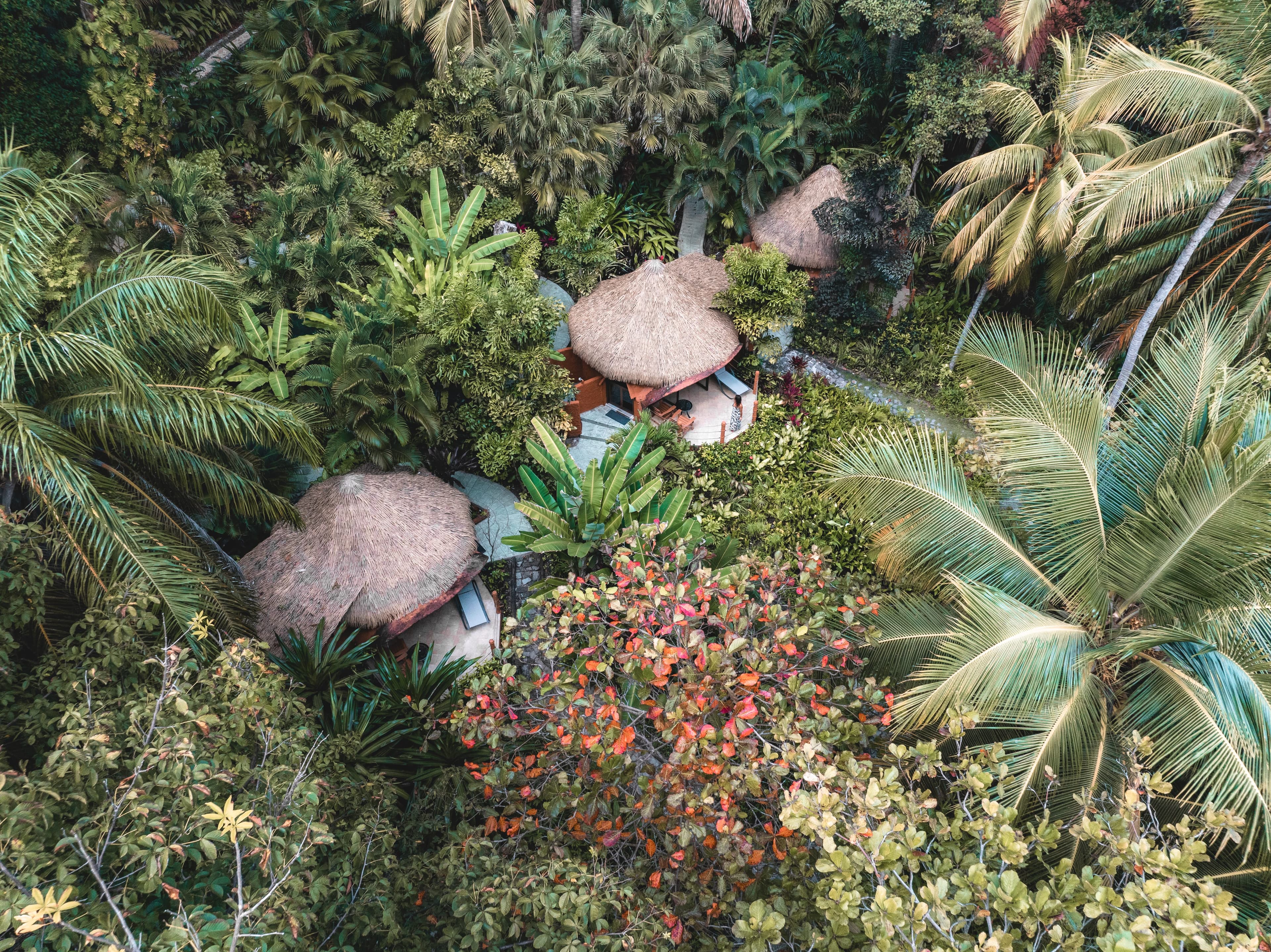 Where the jungle meets the ocean