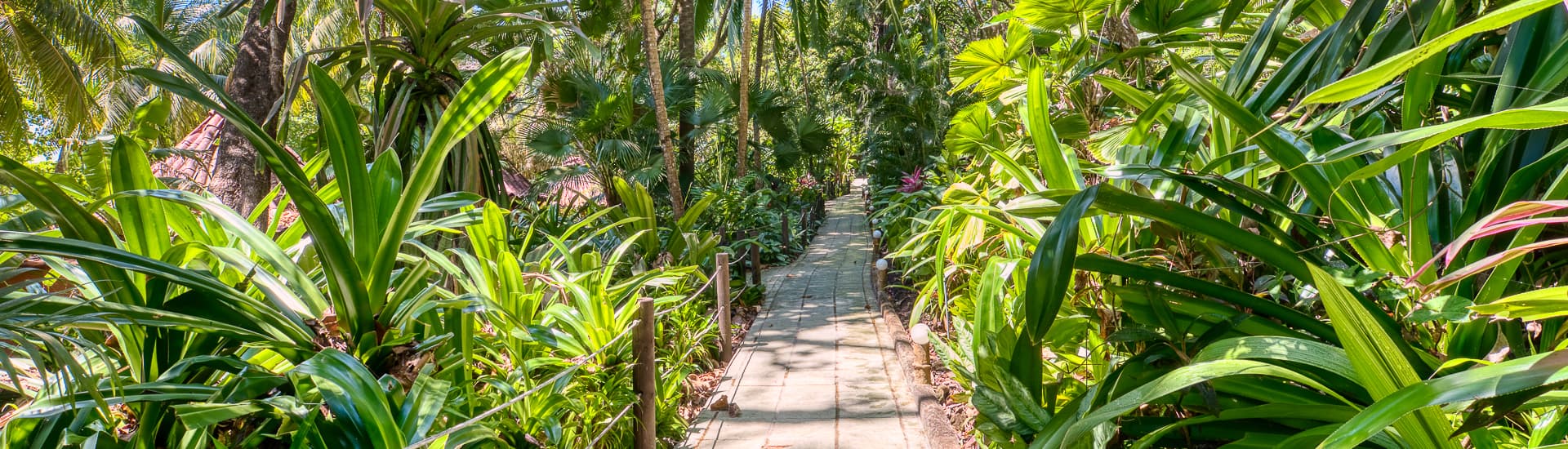 A brick walkway through lush jungle bushes and flowers