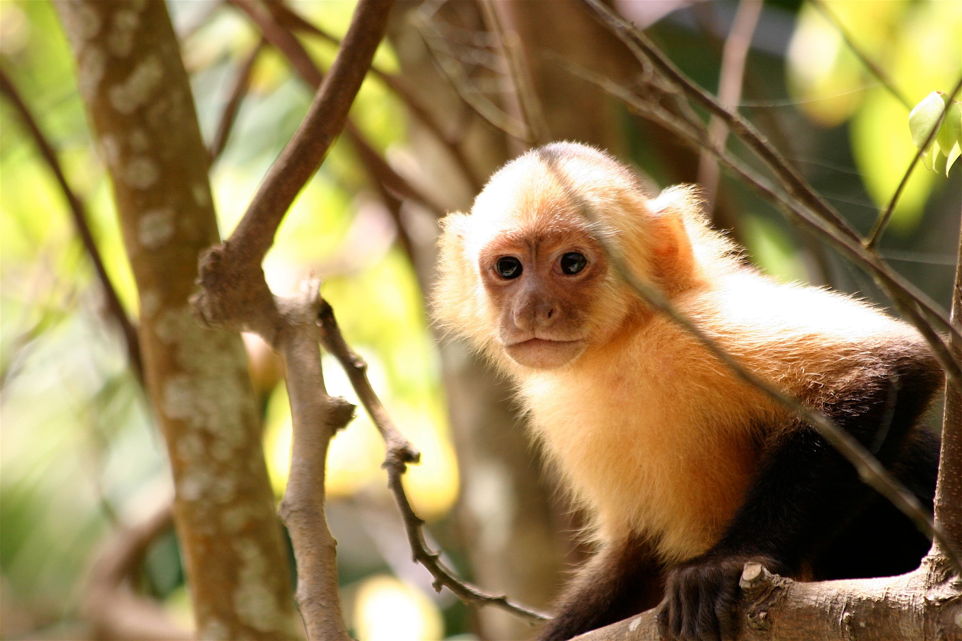 a black and white money looking directly at the camera while sitting on a tree branch in the jungle