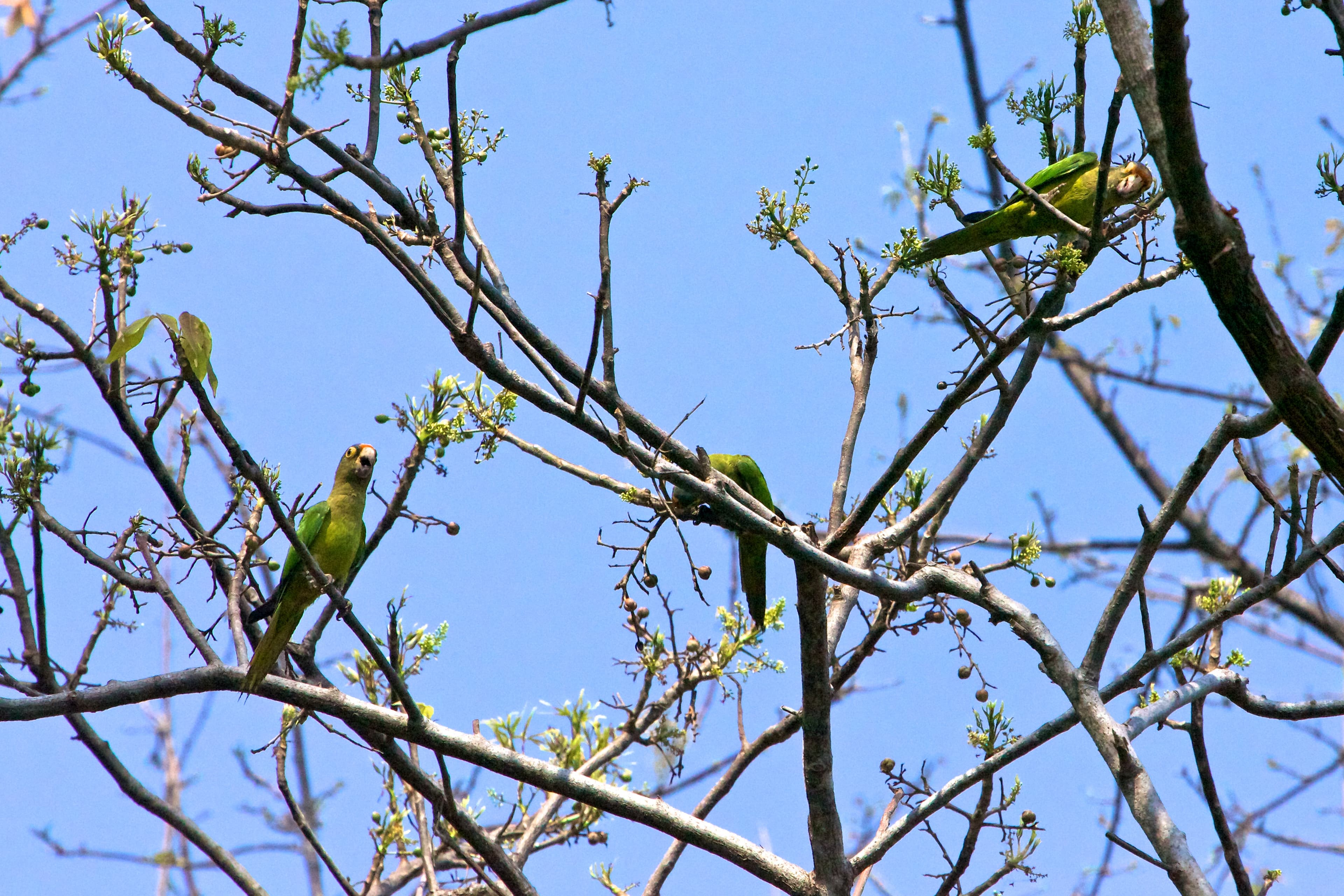 3 green parrots sitting in a tree.
