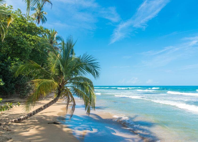 A serene beach scene with a leaning palm tree, clear blue water, and a bright sky. A serene beach scene with a leaning palm tree, clear blue water, and a bright sky.