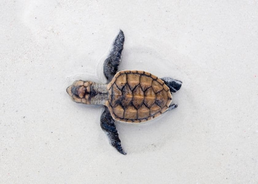 A baby turtle crawls on the sand.