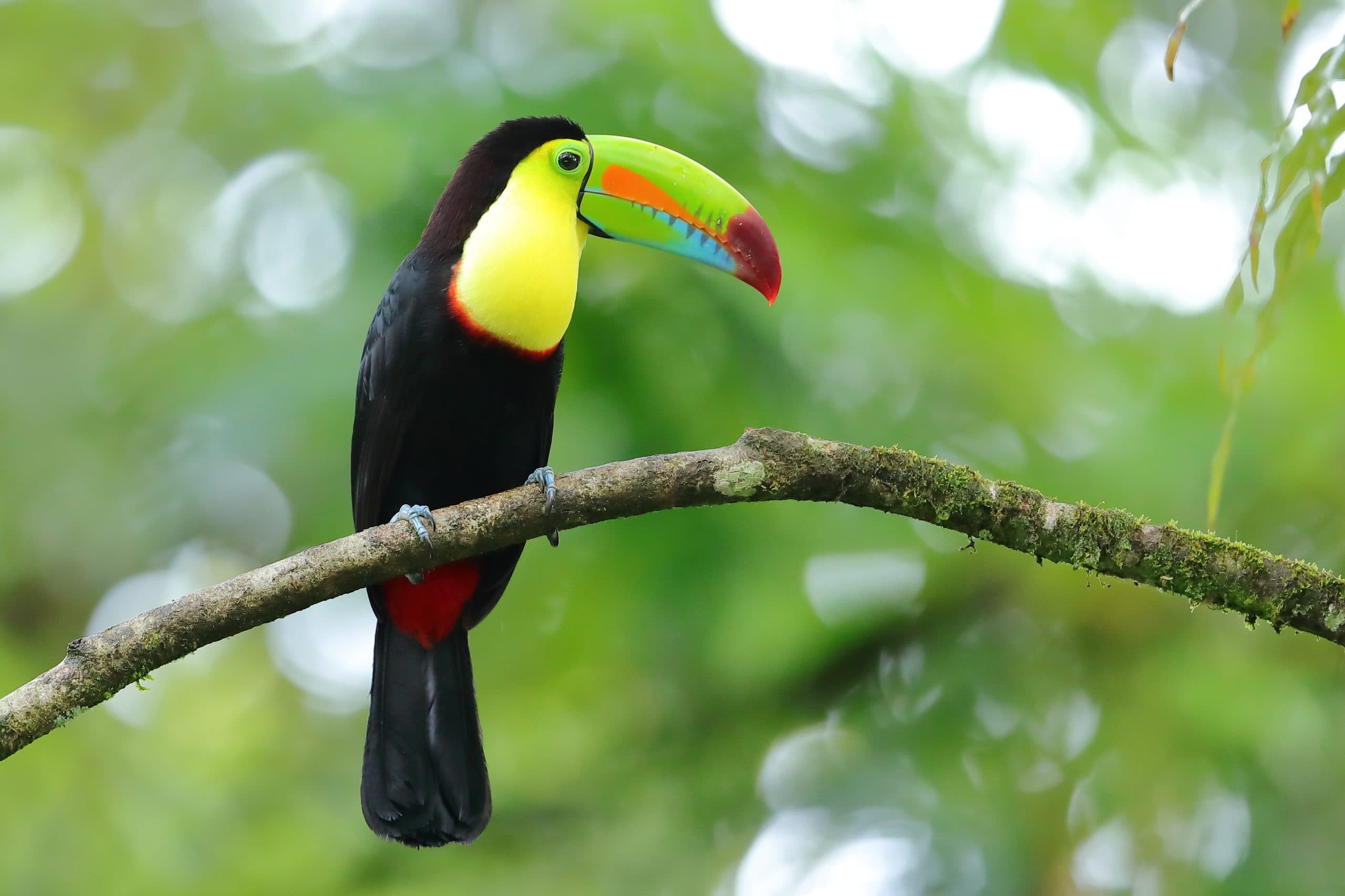 A colorful toucan perched on a branch with lush green foliage in the background. A colorful toucan perched on a branch with lush green foliage in the background.
