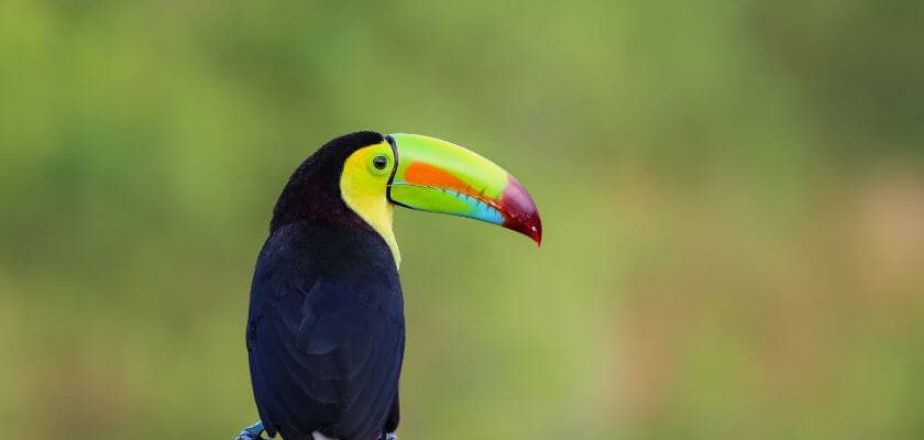 A colorful toucan with a large, vibrant beak perched against a blurred green background.