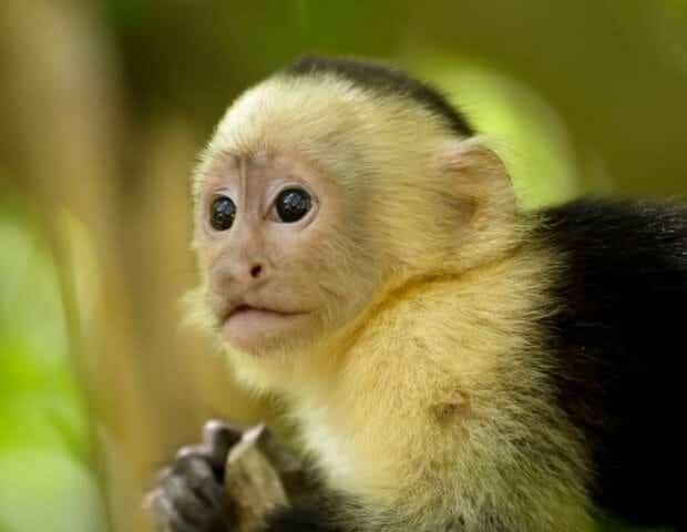 Close-up of a small monkey with large eyes and a soft, light-colored fur coat.