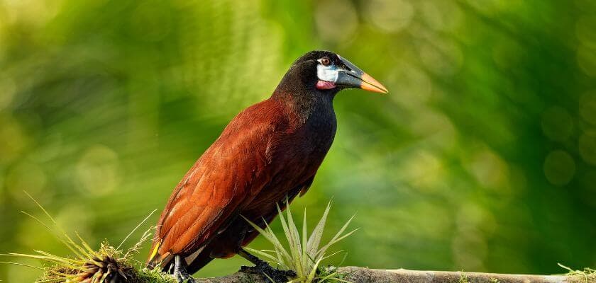 A brown bird with a distinct black head and a yellow beak perched on a branch against a green background.