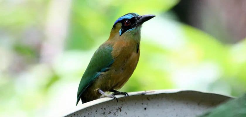 A colorful bird with a blue head and green body perched on a leaf.