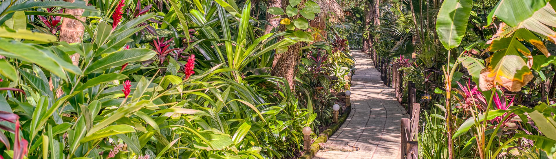 boarded jungle pathway with flowers and trees on both sides