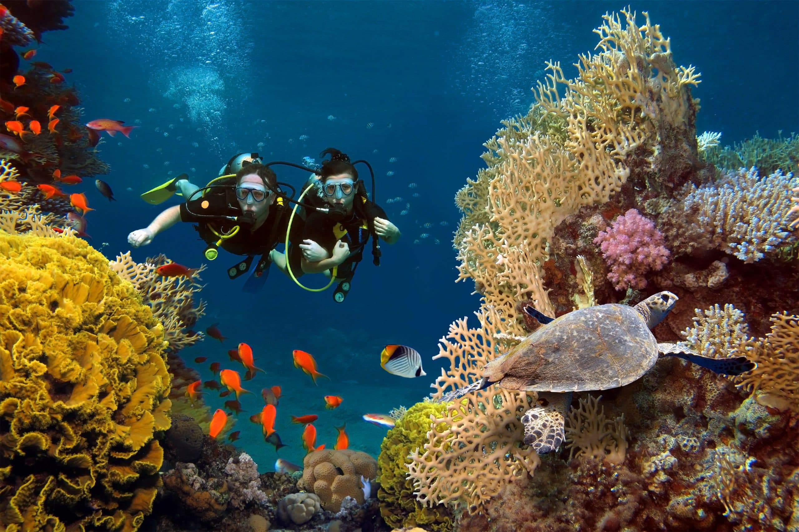 Two divers explore a vibrant coral reef inhabited by colorful fish and a turtle.