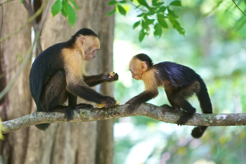 two black and blond monkeys sitting on a branch eating fruit