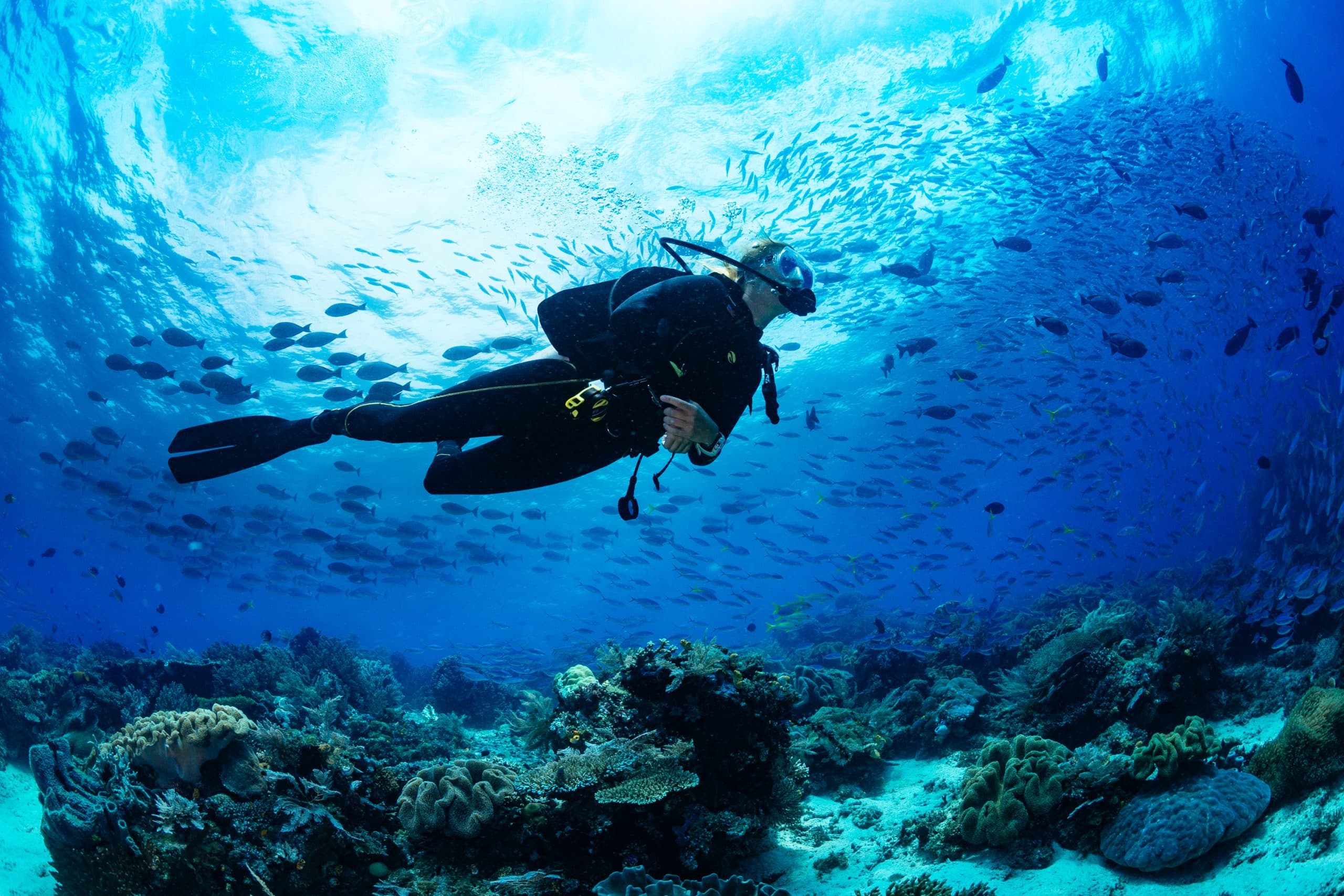 A scuba diver explores a vibrant underwater scene filled with fish and coral. A scuba diver explores a vibrant underwater scene filled with fish and coral.