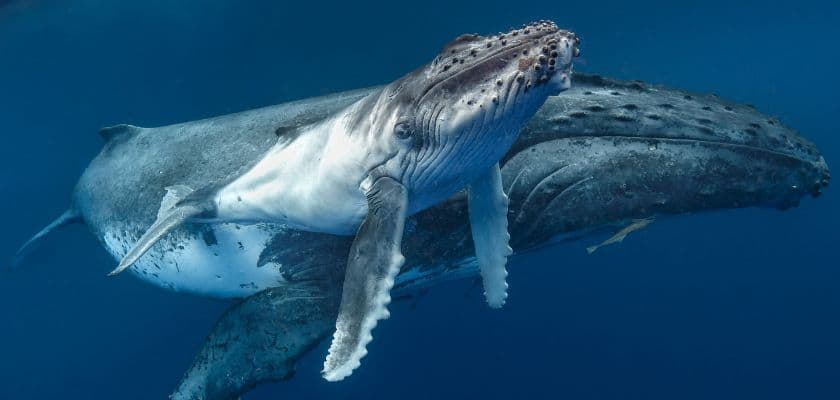 A humpback whale swimming underwater with a calf beside it in deep blue ocean water.