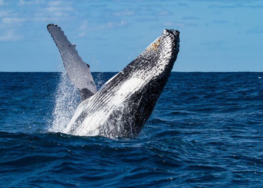 A humpback whale breaching out of the ocean with splashing waves and a bright blue sky.